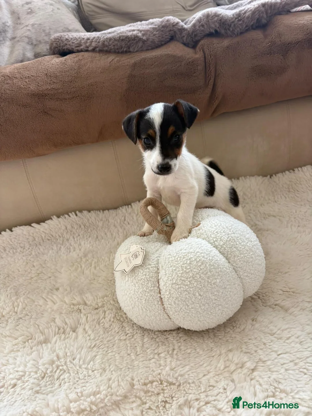 Jack Russell dogs for sale: 6 Lovley Jack Russel pups  - Advert 7