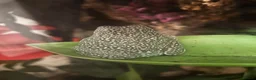 Frog reptiles for sale: Whites Tree frogs high snowflake dumpy frog x3 - Advert 8