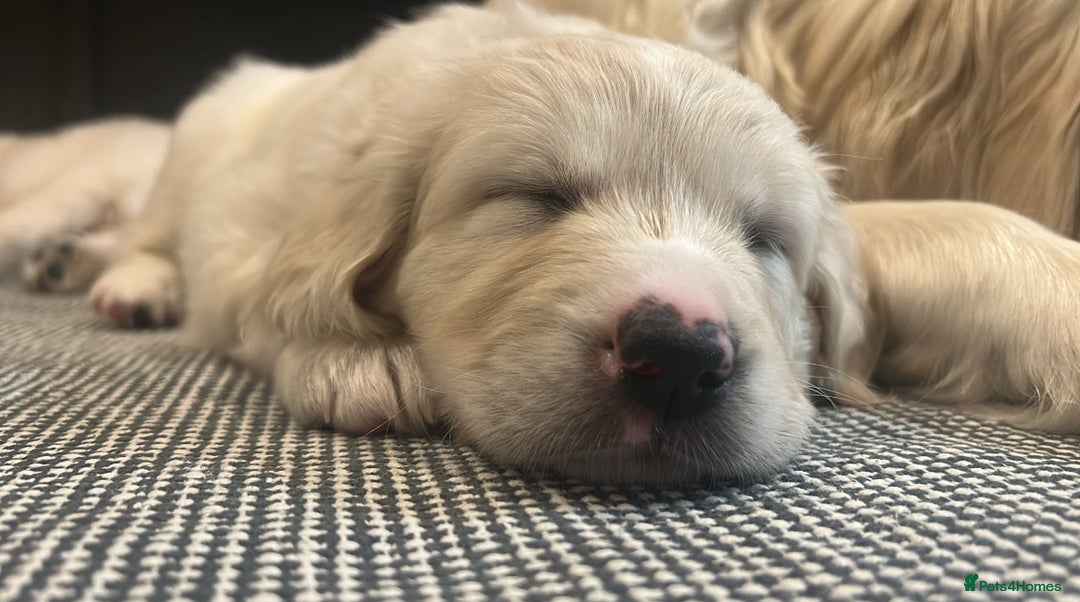 Golden Retriever dogs for sale: Golden retriever puppies  - Image 4