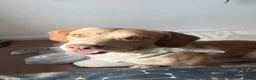 Springador dogs for sale: Springerdor for rehoming - Advert 6