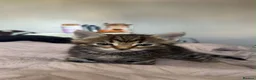 Mixed Breed cats for sale: 2 Bengal X tabby kittens for sale in Stoke-on-Trent - Advert 3