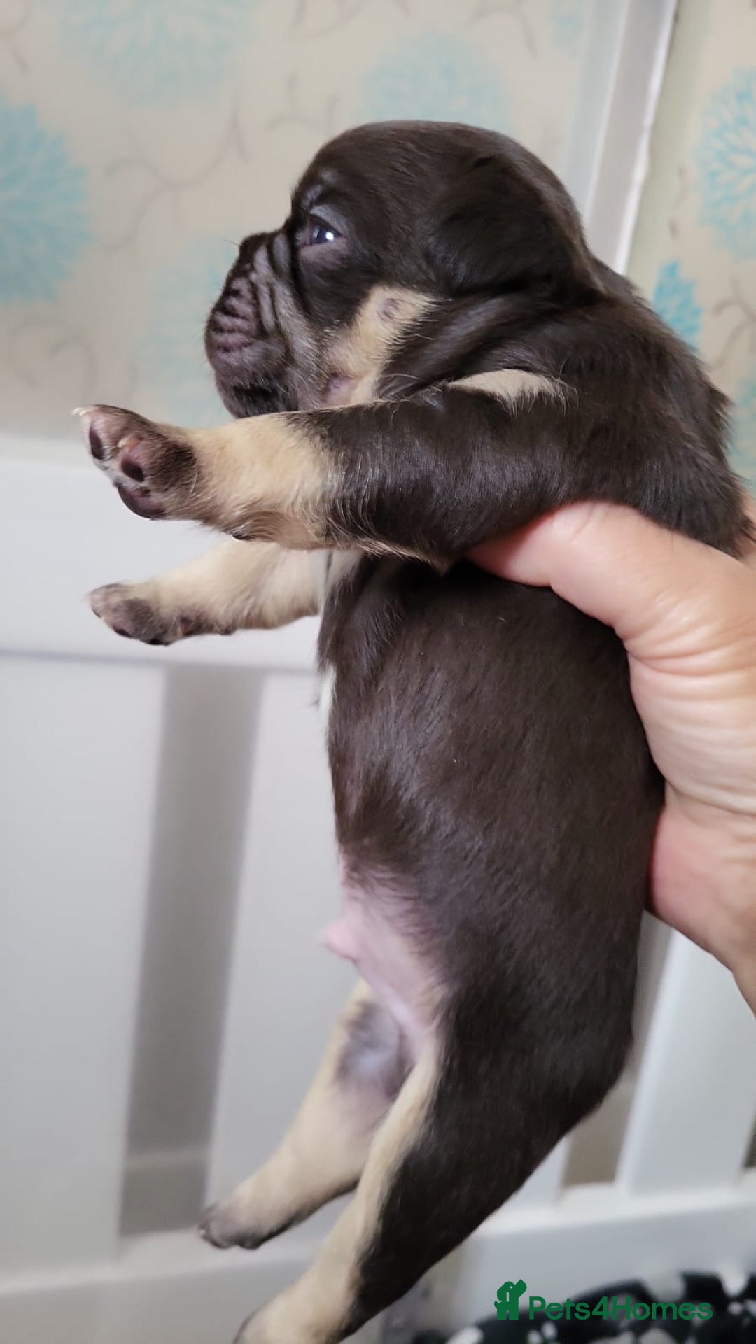 French Bulldog dogs for sale: Frenchie Pups - Image 7