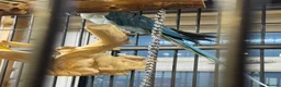 Parrots birds for sale: Blue female alexandrine for sale - Advert 2