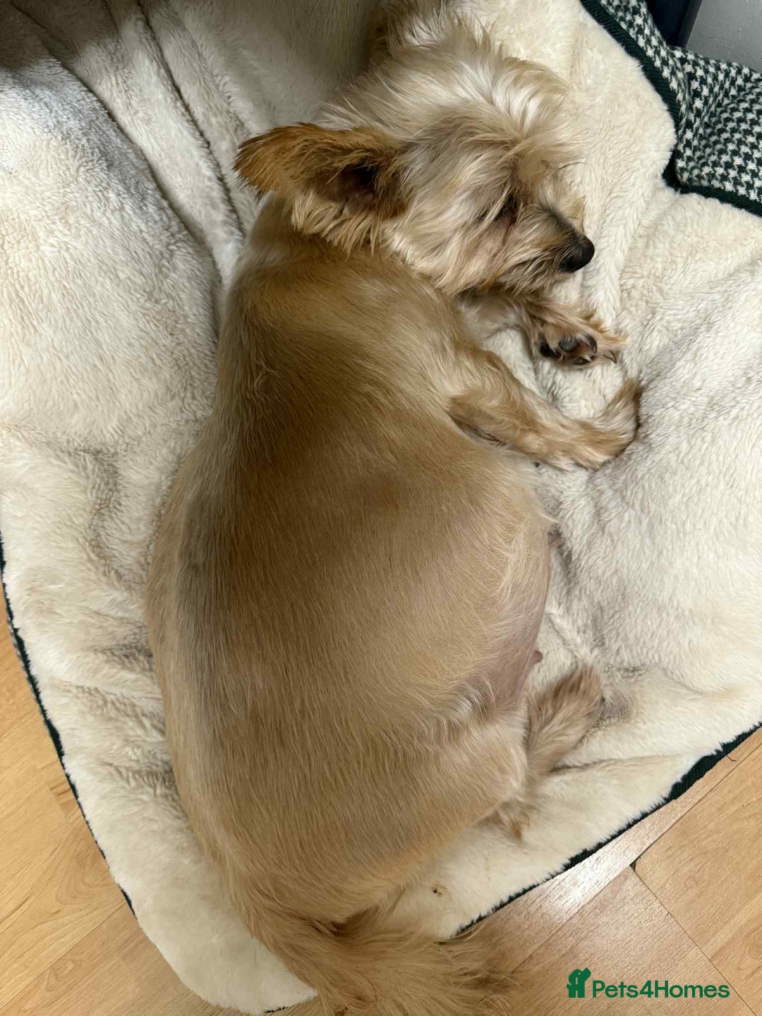 Yorkshire Terrier dogs for sale: Yorkshire Terrier  - Advert 7