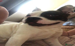 Mixed Breed dogs for sale: Male staffy cross French bulldog  - Image 1