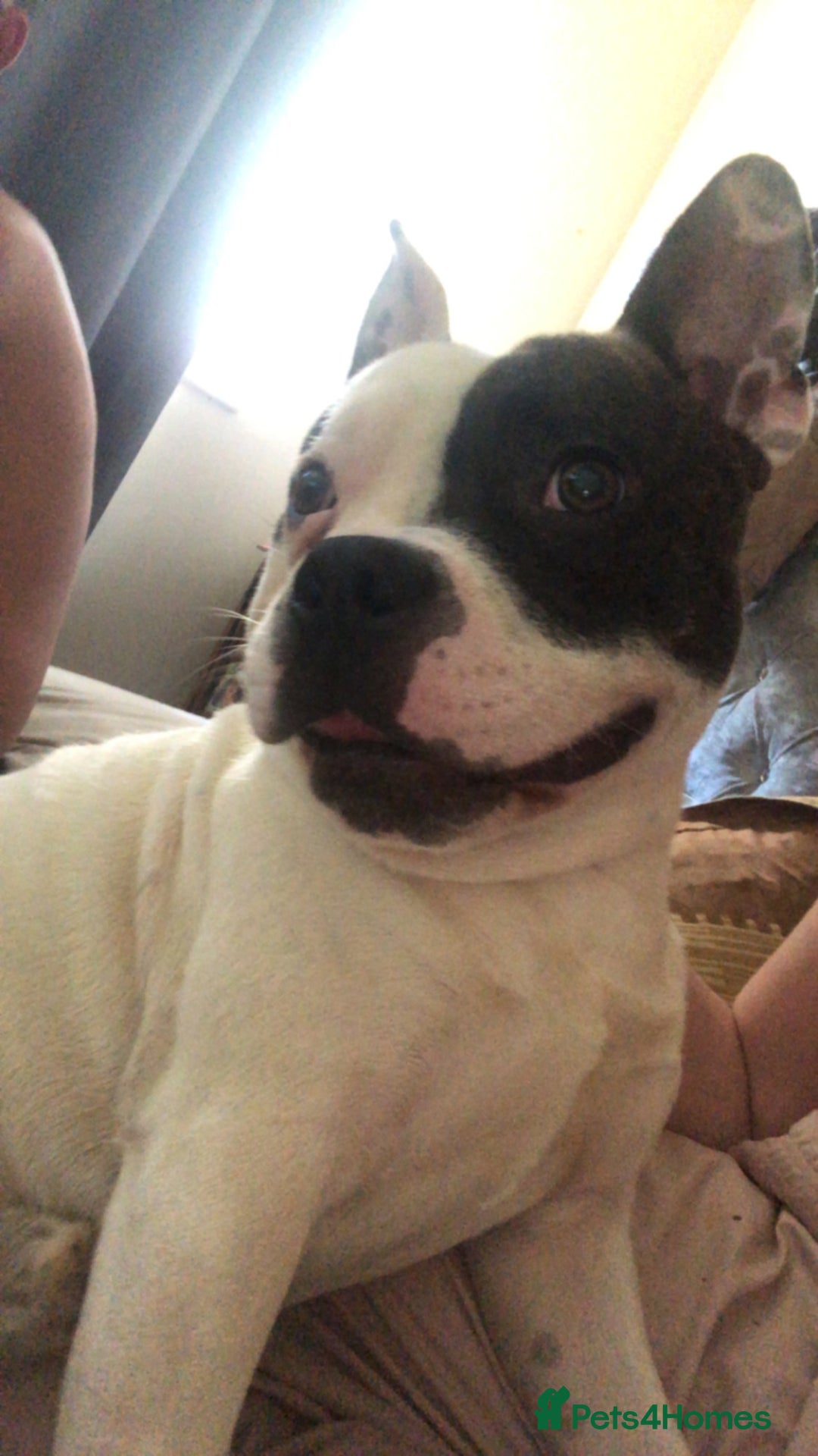 Mixed Breed dogs for sale: Male staffy cross French bulldog  - Image 1