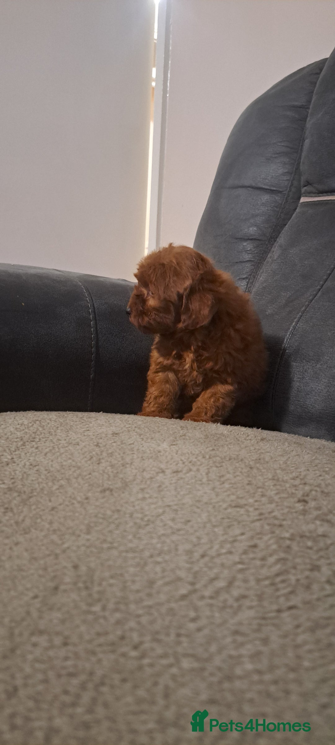 Toy Poodle dogs for sale: Toy poodle - Advert 13