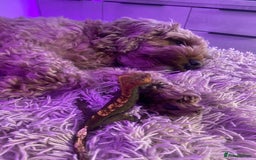 Gecko reptiles for sale: Tuko the crested gecko - Image 4