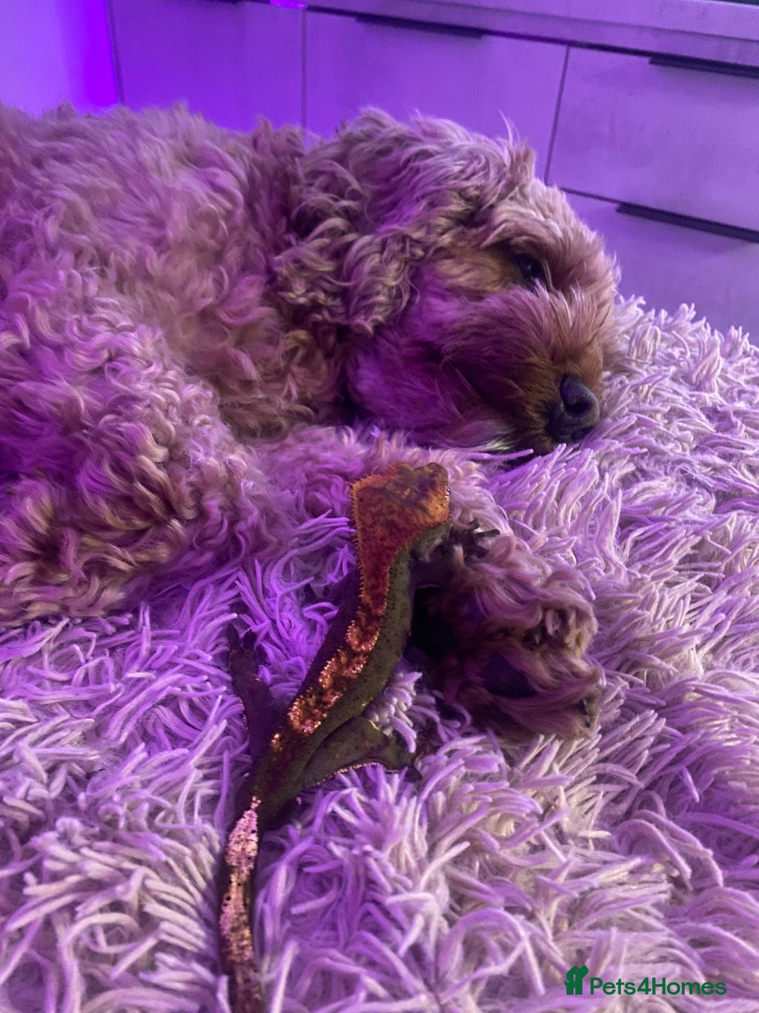 Gecko reptiles for sale: Tuko the crested gecko - Image 4