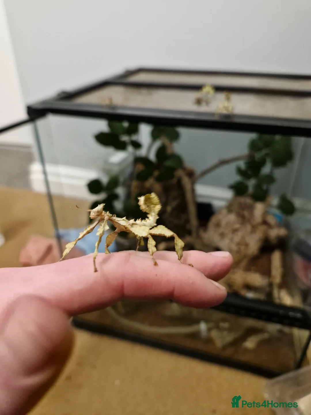 Stick Insects invertebrates for sale: Giant spiny stick insects  in Nottingham - Advert 4