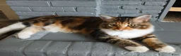 Mixed Breed cats for sale: 5 month old Half mainecoon female - Advert 2