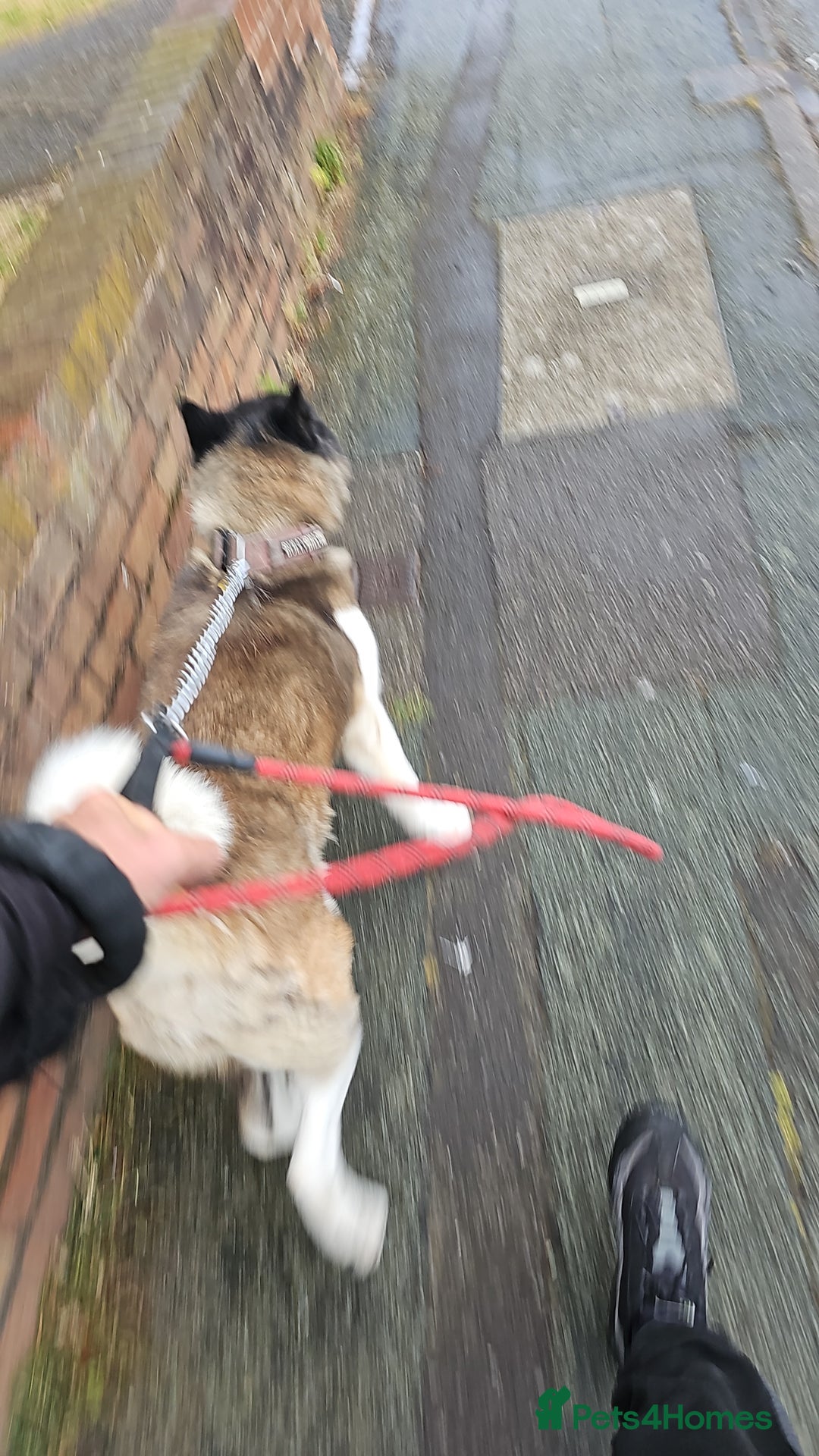 Akita dogs for sale: American akitia 2yrs old - Image 1