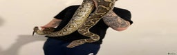 Python Snake reptiles for sale: Indonesia Rock Python - Advert 1
