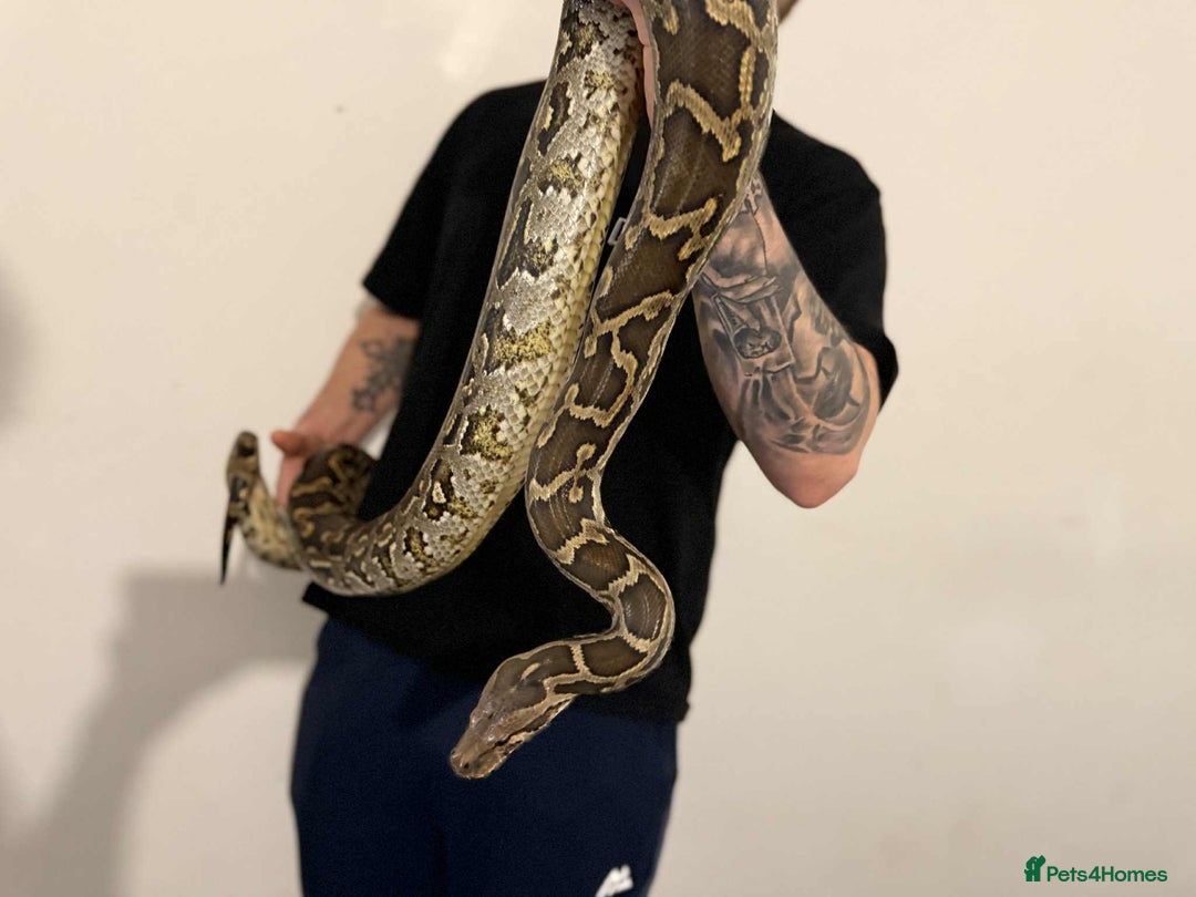 Python Snake reptiles for sale: Indonesia Rock Python - Advert 1