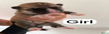 Huskita 4