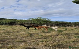 Alpaca livestock for sale: Alpacas 1 Male and 2 Female - Image 2
