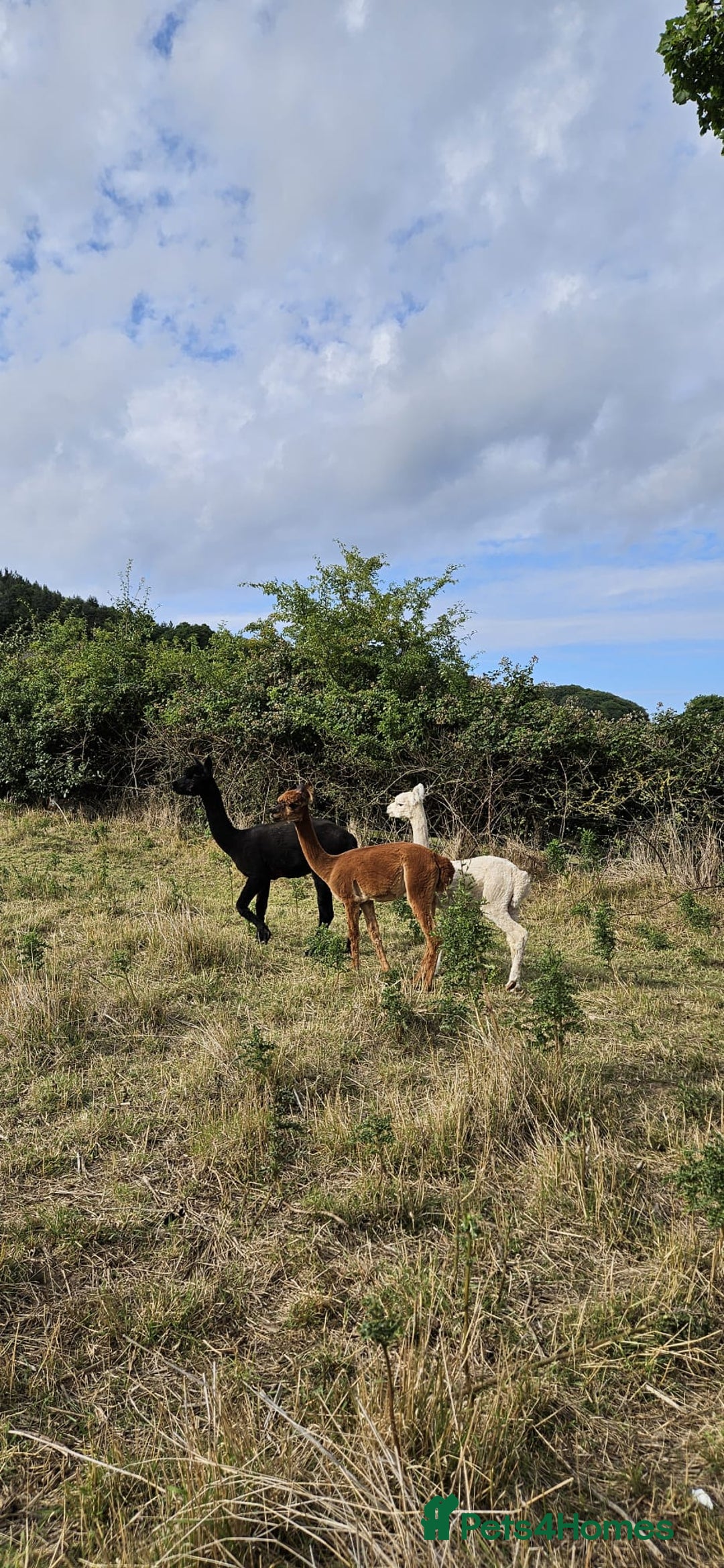 Alpaca livestock for sale: Alpacas 1 Male and 2 Female - Image 2
