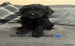 Miniature Poodle dogs for sale: 3 miniature poodles remaining  - Image 6