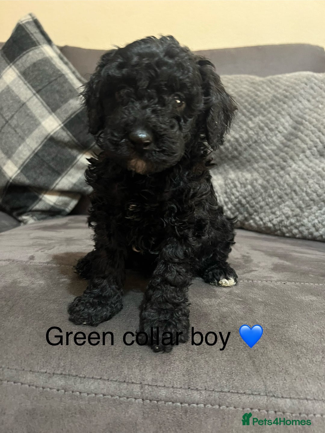 Miniature Poodle dogs for sale: 3 miniature poodles remaining  - Image 6
