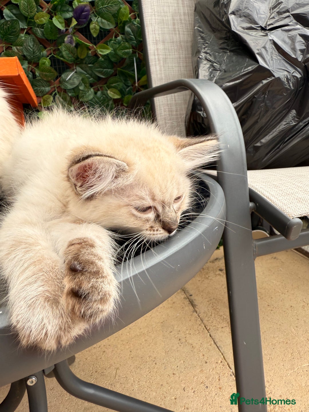 Ragdoll cats for sale: RARE RAGDOLL BABYS  - Image 7