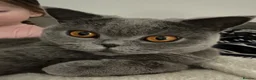 British Shorthair cats for sale: Two beautiful cats for adoption  - Advert 12