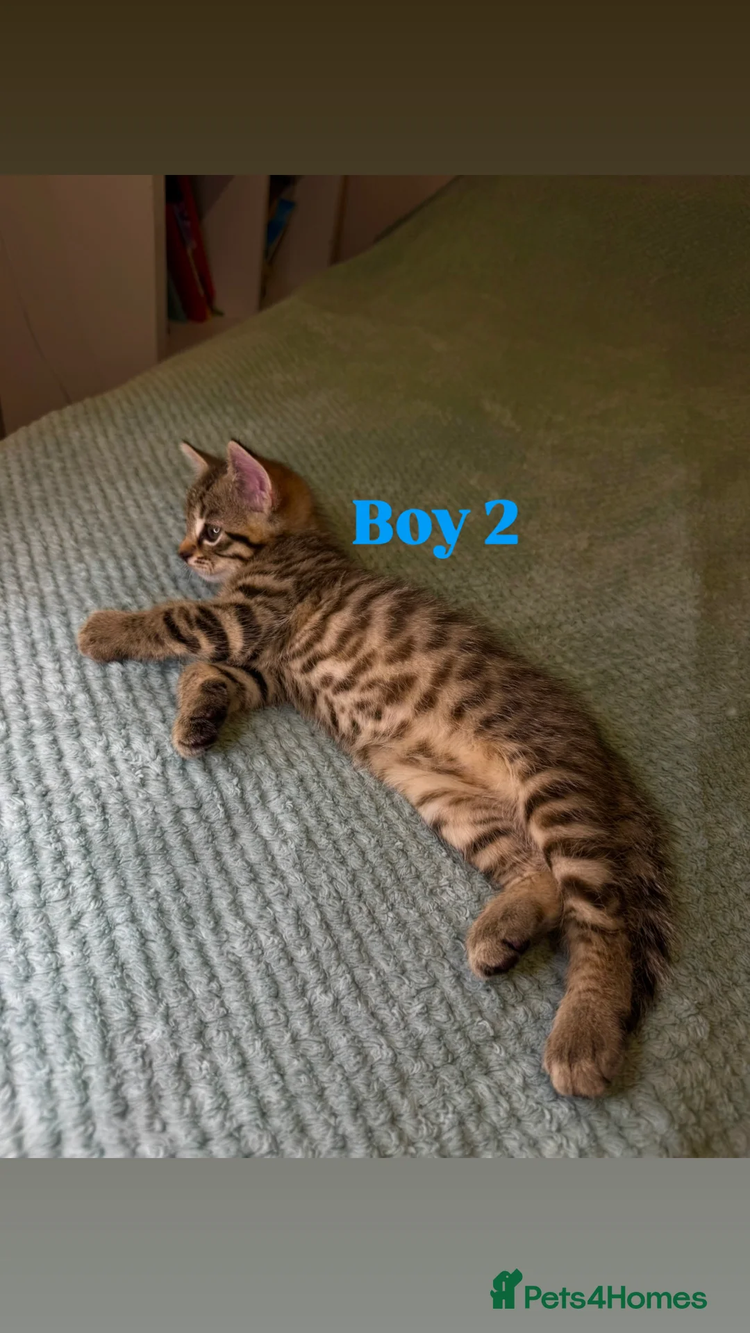 Mixed Breed cats for sale: 🐾 Beautiful Kittens Looking for Loving Homes 🐾 - Advert 6