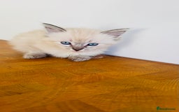 Ragdoll cats for sale: LAST ONE! Pedigree Ragdoll Kittens - REDUCED  - Image 19