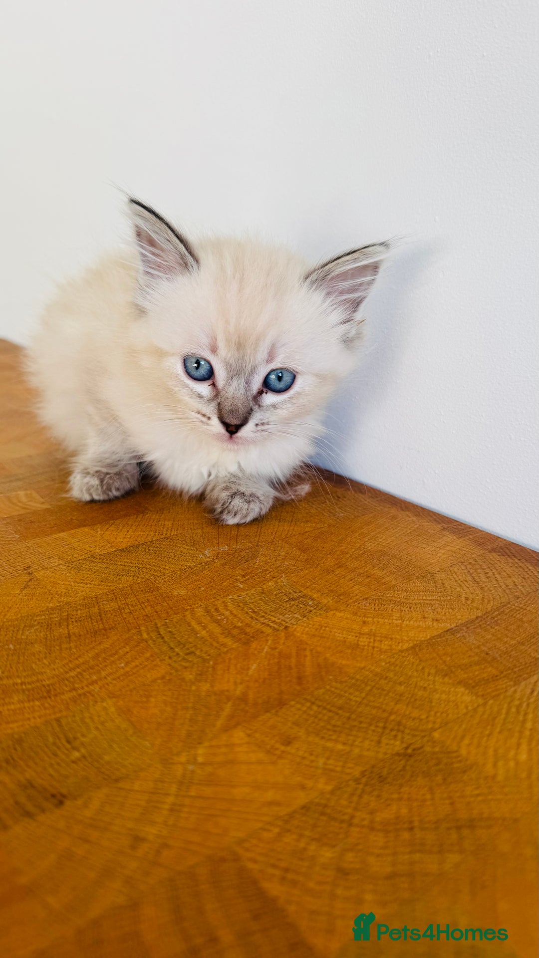 Ragdoll cats for sale: LAST ONE! Pedigree Ragdoll Kittens - REDUCED  - Image 19