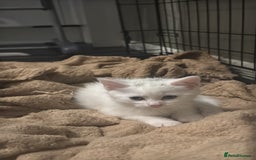 Mixed Breed cats for sale: Beautiful white kittens  - Image 2