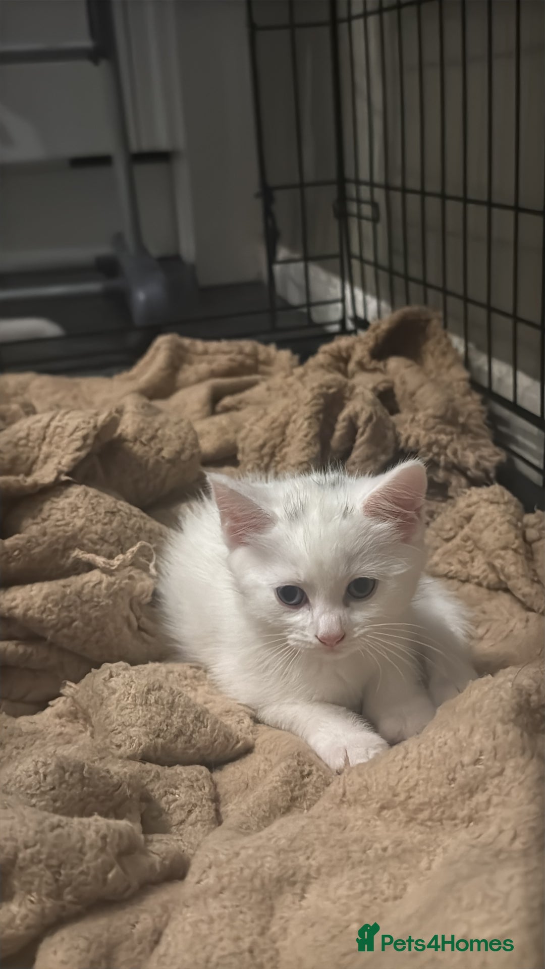 Mixed Breed cats for sale: Beautiful white kittens  - Image 2