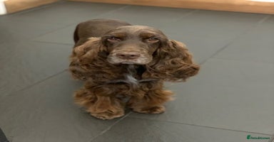 Cocker Spaniel dogs - Advert 3