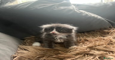 Scottish Fold cats - Advert 2