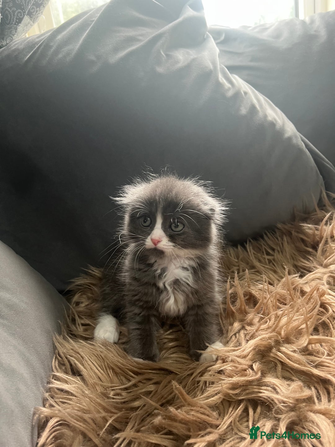 Scottish Fold cats for sale: Beautiful Scottish fold🧸🌹 - Image 2