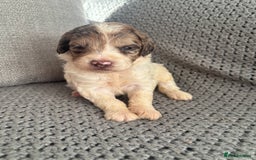 Cockapoo dogs for sale: F1 Cockapoo puppies  - Image 19