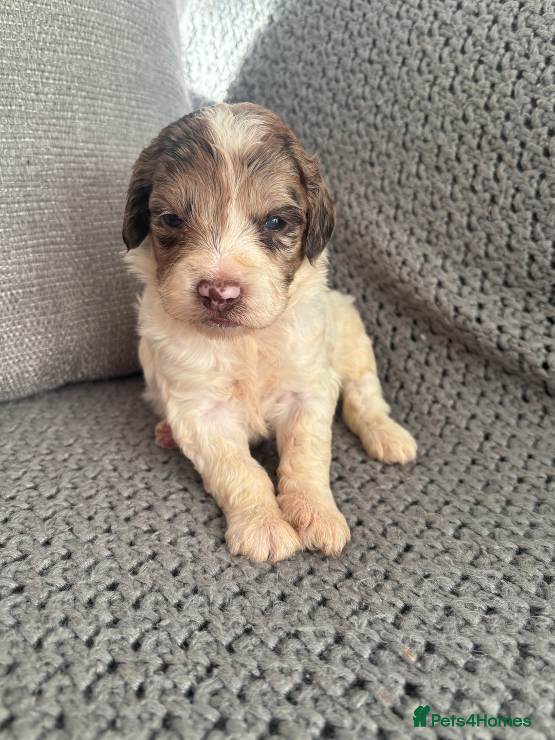 Cockapoo dogs for sale: F1 Cockapoo puppies  - Image 19