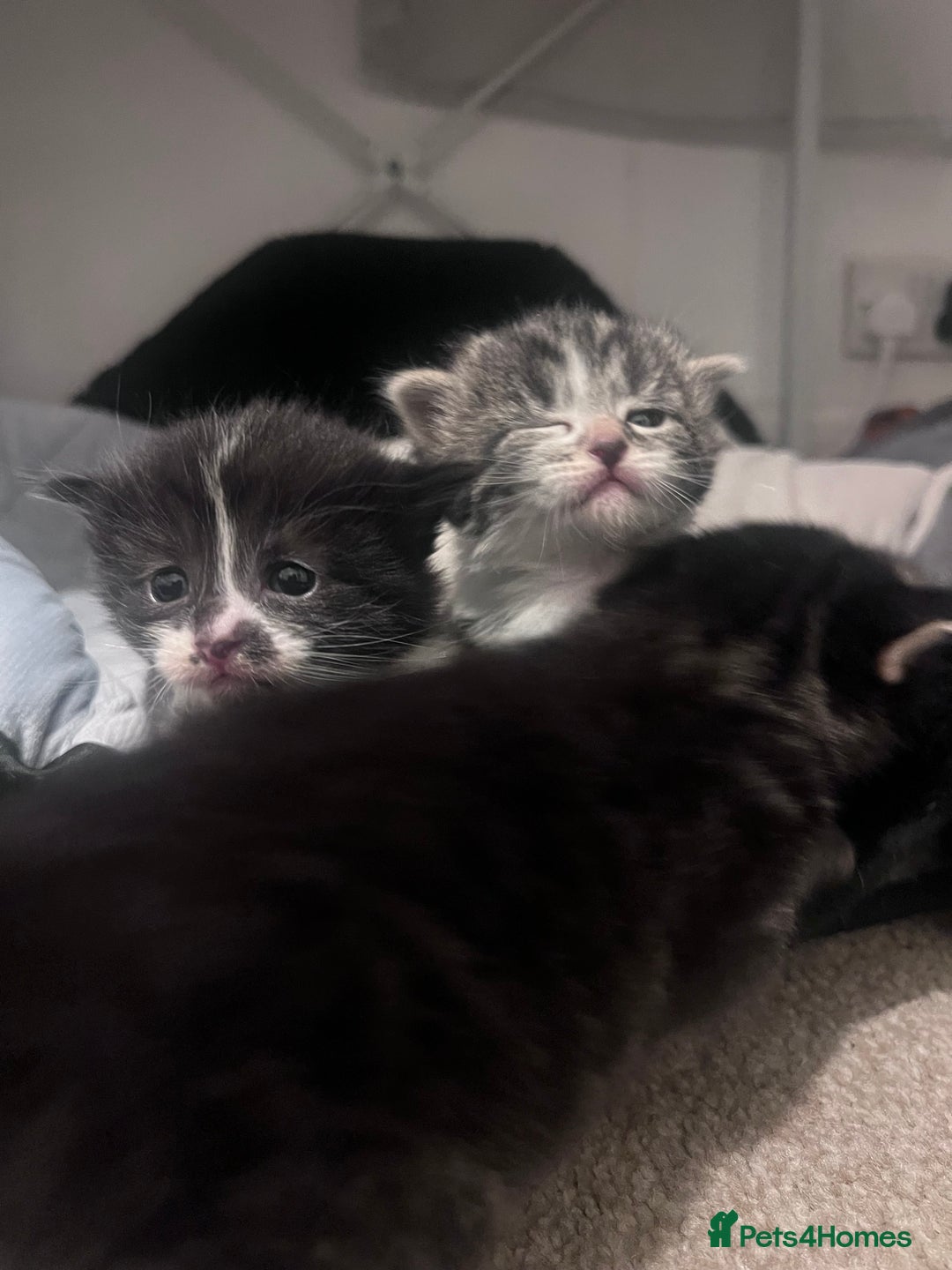 Mixed Breed cats for sale: 4 beautiful kittens 2 female 2 male - Advert 5