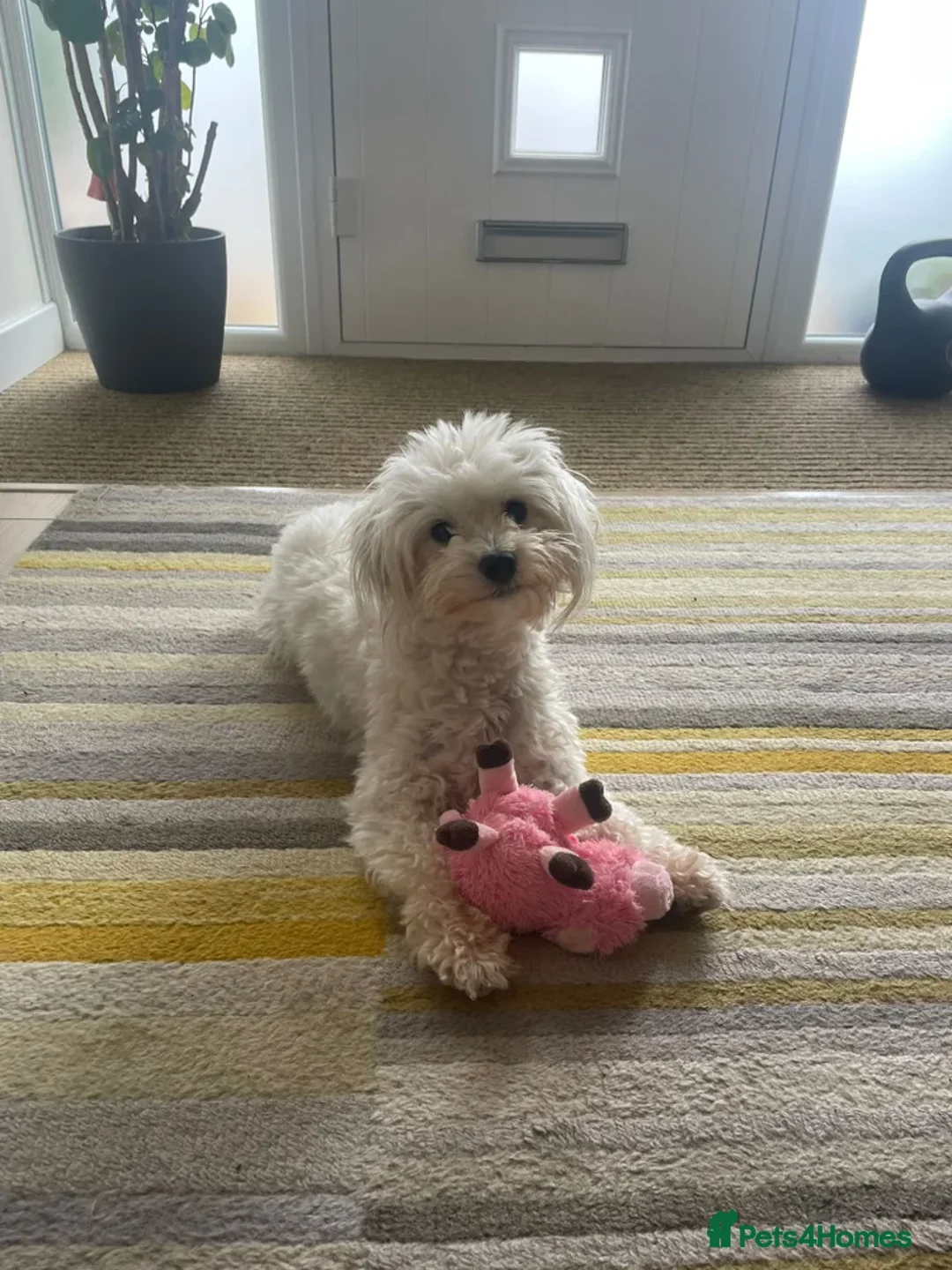 Maltipoo dogs for sale: Adorable black Maltipoo puppy - last girl   - Advert 2