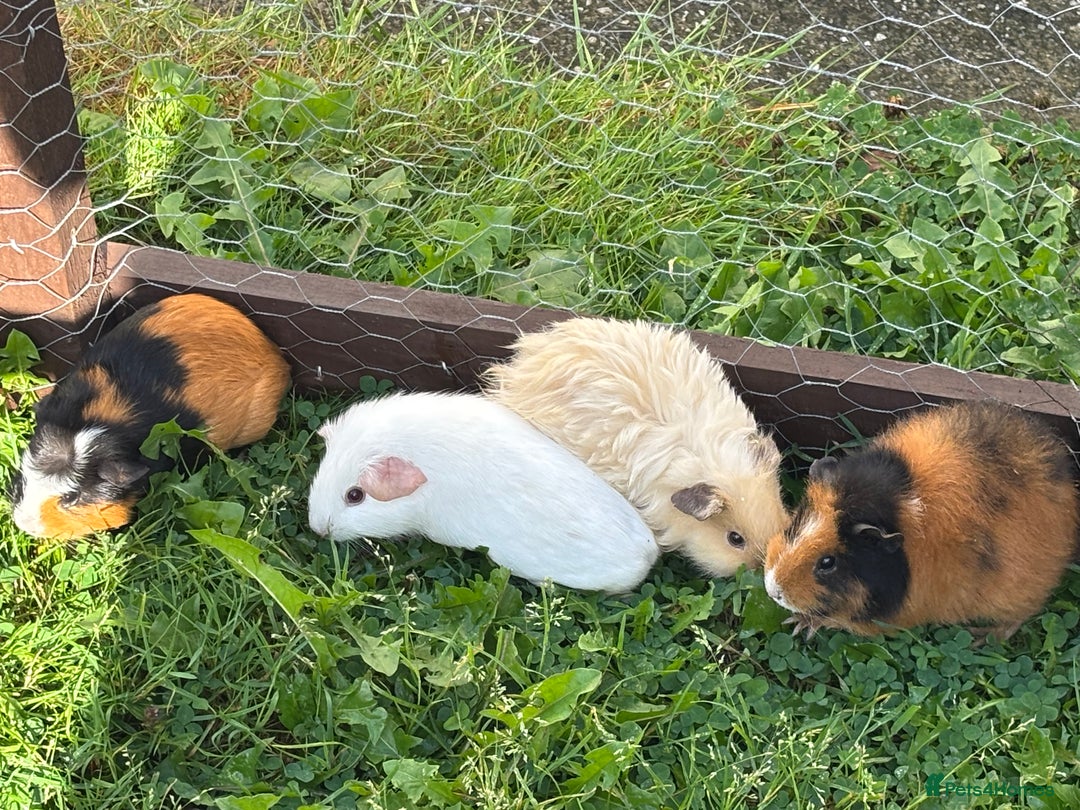 Guinea Pig rodents for sale: “4 Adorable Female Guinea Pigs with Hutch & Access - Image 7