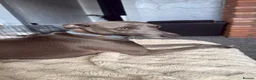 Italian Greyhound dogs for stud: Italian greyhound for stud  - Advert 3