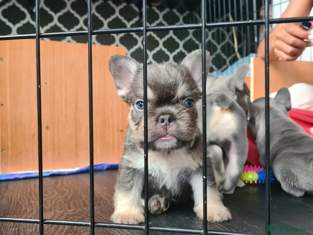 French Bulldog dogs for sale: Big Perm, fluffy and furnished frenchies  - Image 33