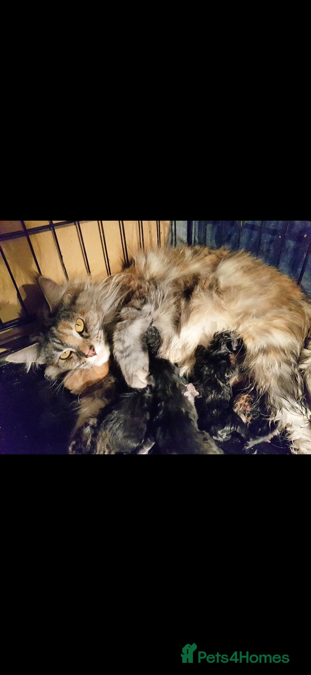 Maine Coon cats for sale: Beautiful 2 year old TICA reg girl for sale - Advert 2