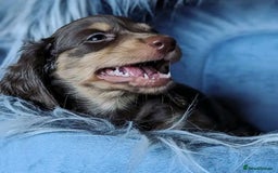 Miniature Dachshund dogs for sale: Beautiful Miniature Dachshund Puppies - Image 2
