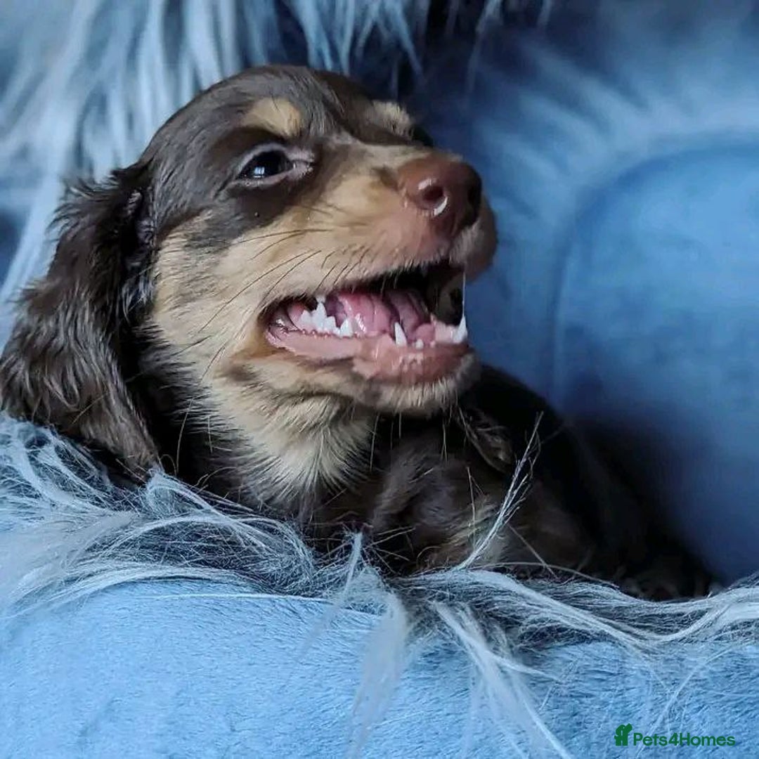 Miniature Dachshund dogs for sale: Beautiful Miniature Dachshund Puppies - Image 2