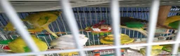 Budgerigars birds for sale: Buggies various colours - Advert 5