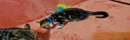 Bengal cats for sale: Bengal mix kittens for sale - Advert 25
