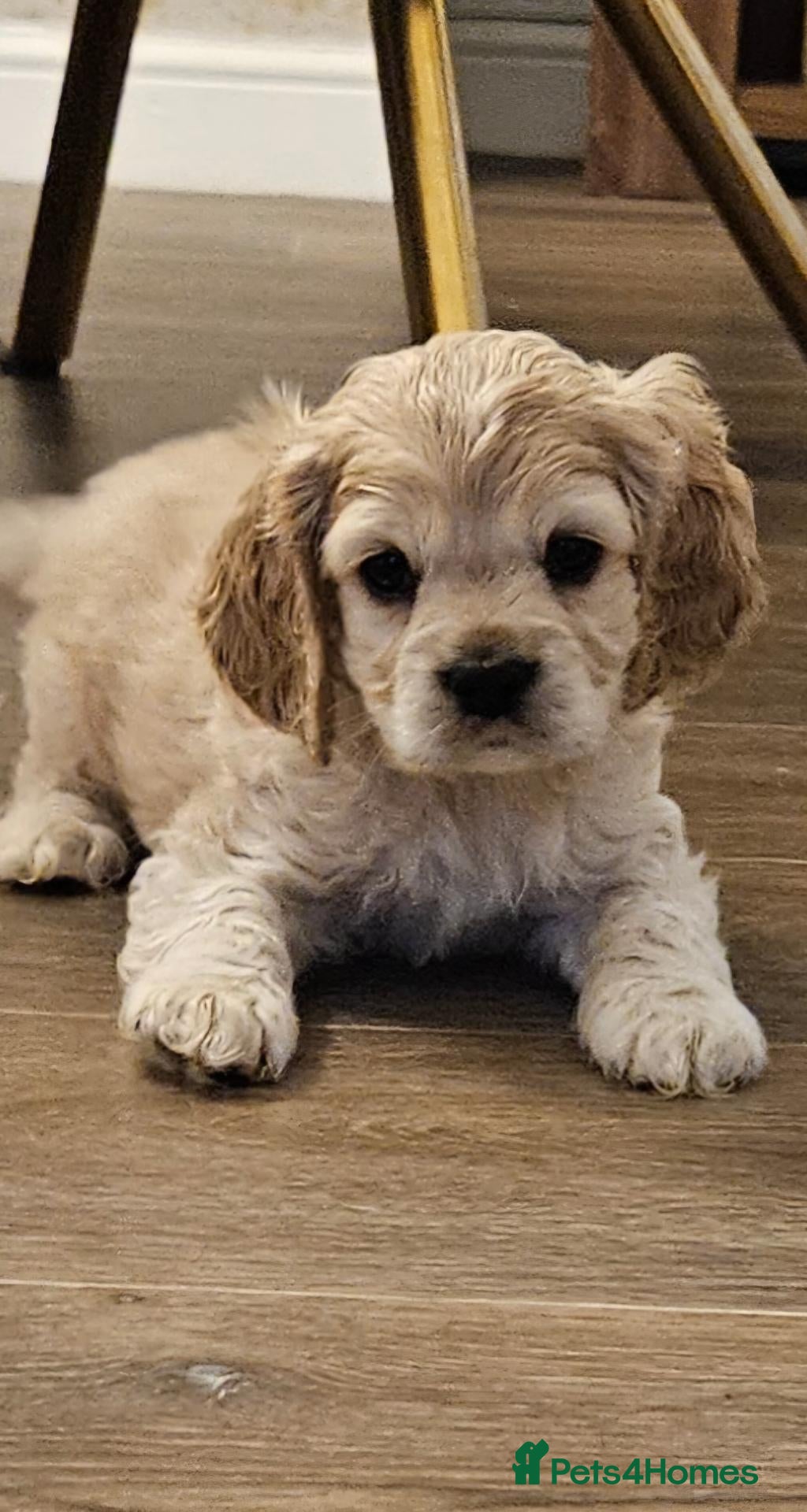 Cockapoo dogs  F1b extensively DNA tested American cockerpoo  - Advert 16