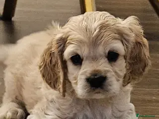 Cockapoo dogs F1b extensively DNA tested American cockerpoo - Advert 16