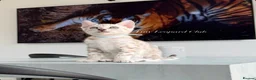 Bengal cats for sale: Stunning Snow Mink and Sepia TICA Pedigree Bengals - Advert 16