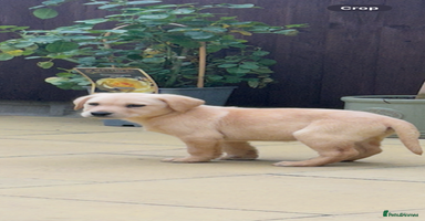 Labrador Retriever dogs - Advert 8