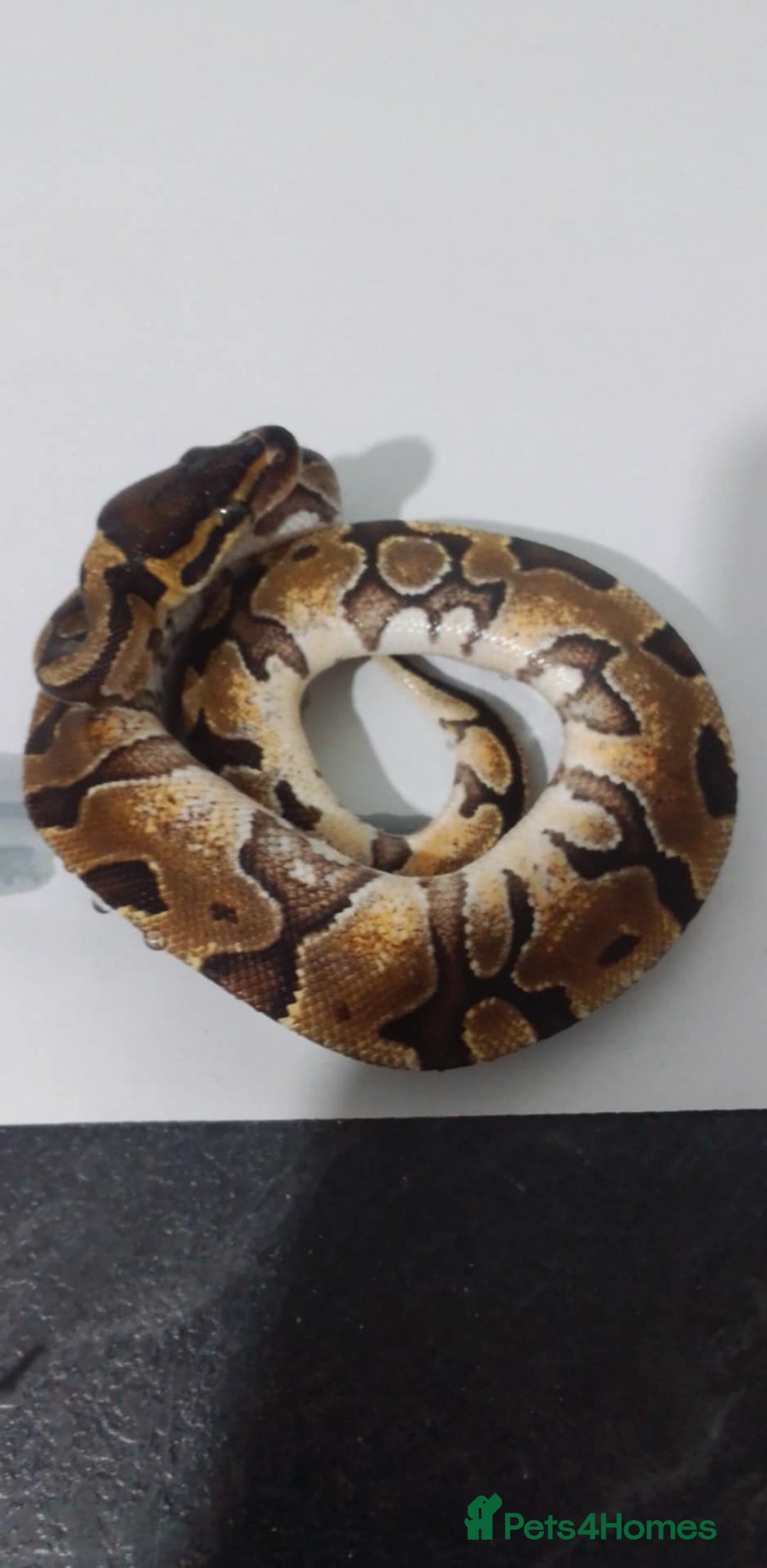 Python Snake reptiles for sale: Ball pythons for sale  - Advert 4